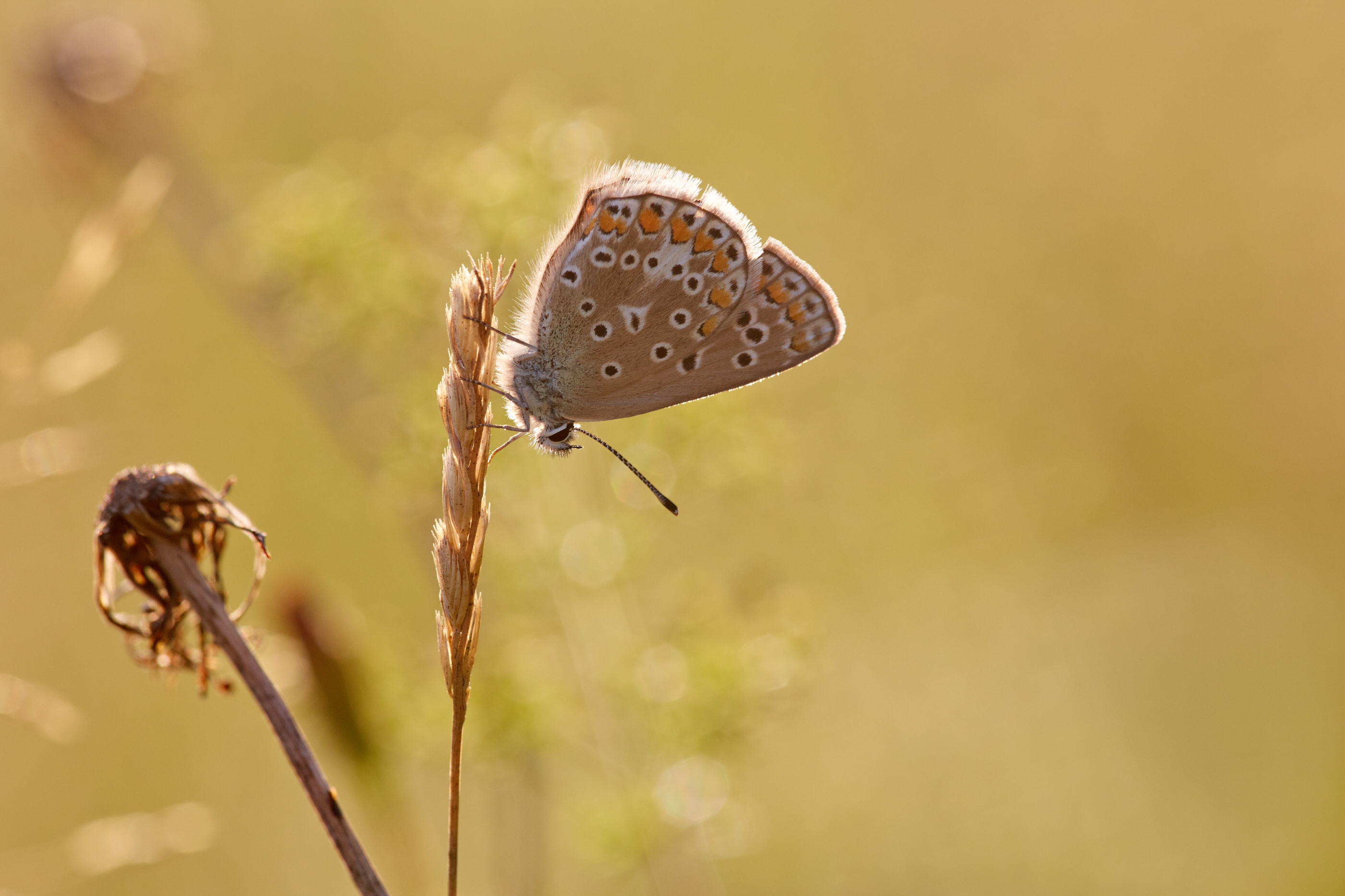 Polyommatus icarus   Hauhechel Bläuling   0098